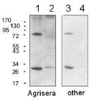 Goat anti-Rabbit IgG (H&L), HRP conjugated in the group Human/Animal Antibodies / Secondary Antibodies/Blocking / Anti-rabbit  / HRP (horseradish peroxidase) at Agrisera AB (Antibodies for research) (AS09 602)